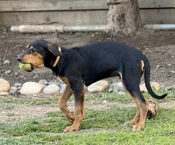 Medium Photo #9 Labrador Retriever-Rhodesian Ridgeback Mix Puppy For Sale in FRESNO, CA, USA