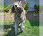 Small #2 Poodle (Standard)