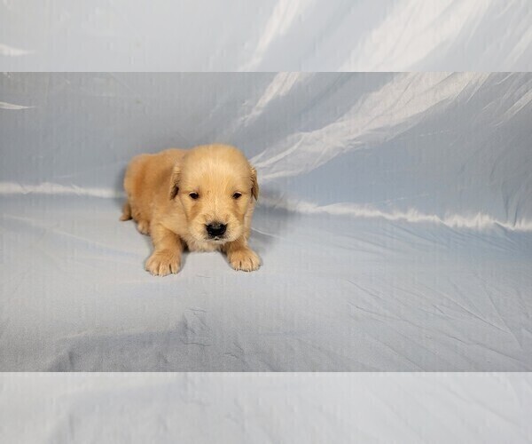 Medium Photo #7 Golden Retriever Puppy For Sale in FALCON, CO, USA