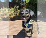Small #1 Labrador Retriever Mix