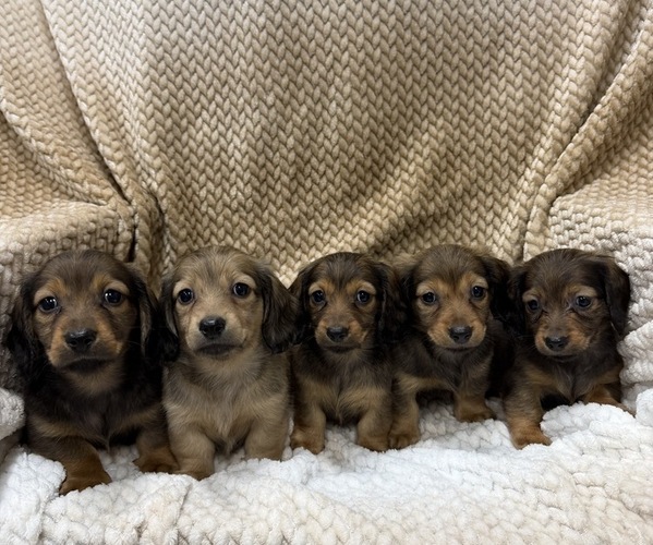 Medium Photo #1 Dachshund Puppy For Sale in NORTH HIGHLANDS, CA, USA
