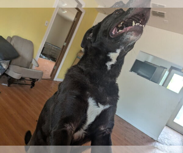 Medium Photo #8 Mutt Puppy For Sale in Orange Grove, TX, USA