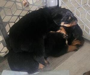 Rottweiler Puppy for sale in EDWARDSVILLE, IL, USA