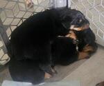 Small Rottweiler