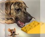 Small Mastiff Mix
