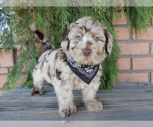Medium Photo #4 Labradoodle Puppy For Sale in MILLERSBURG, OH, USA