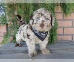 Small #3 Labradoodle