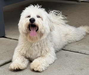 Father of the Maltipoo puppies born on 05/12/2025