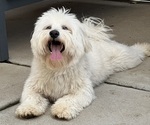 Small Photo #1 Maltipoo Puppy For Sale in SANTEE, CA, USA