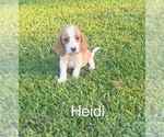 Puppy Heidi Beagle