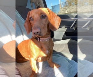 Father of the Dachshund puppies born on 05/20/2024