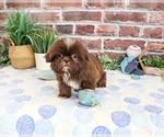 Small Shih Tzu