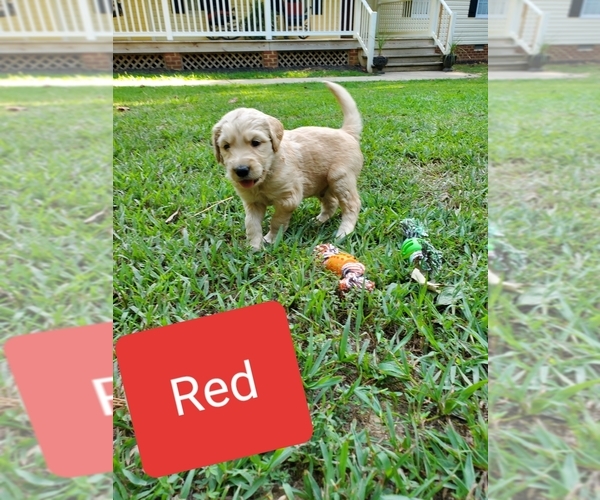 Medium Photo #5 Goldendoodle Puppy For Sale in MACON, VA, USA