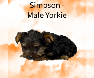 Yorkshire Terrier Puppy for sale in AZLE, TX, USA