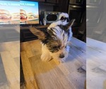 Small Photo #8 Biewer Yorkie Puppy For Sale in WOODSTOCK, GA, USA