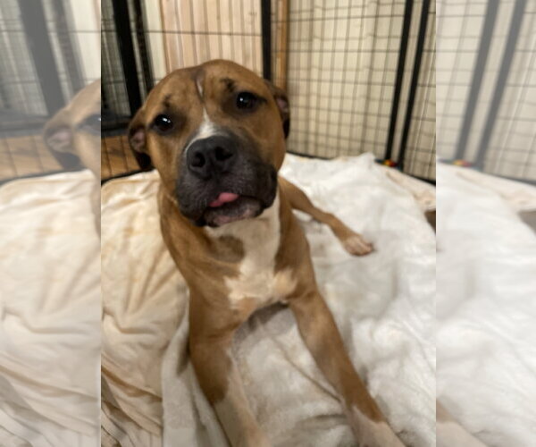 Medium Photo #4 Bulloxer Puppy For Sale in Rockaway, NJ, USA