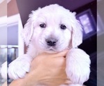 Small #24 English Cream Golden Retriever