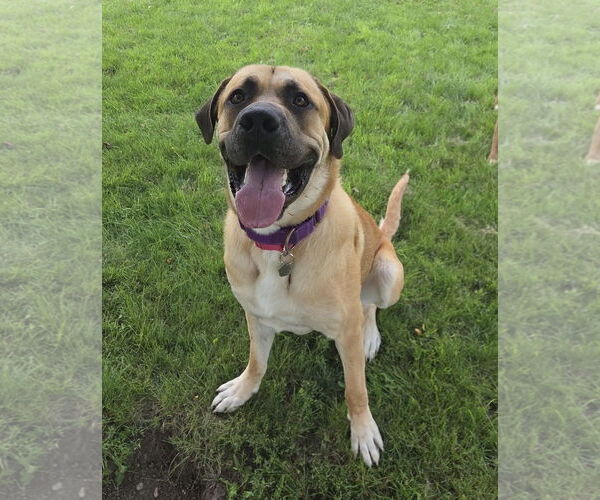 Medium Photo #2 Mastiff-Unknown Mix Puppy For Sale in Crystal, MN, USA