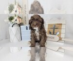 Puppy 3 Cockapoo