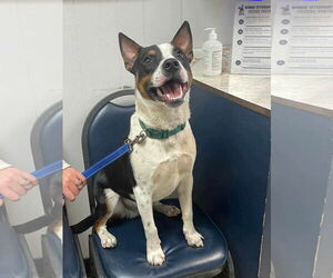 Mutt Dogs for adoption in Westwood, NJ, USA