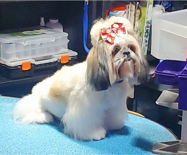 Medium Photo #1 Shih Tzu Puppy For Sale in REPUBLIC, MO, USA