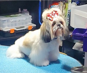 Mother of the Shih Tzu puppies born on 03/19/2025