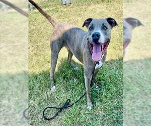 American Pit Bull Terrier Dogs for adoption in Pasadena, TX, USA