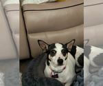 Small #1 Chihuahua Mix