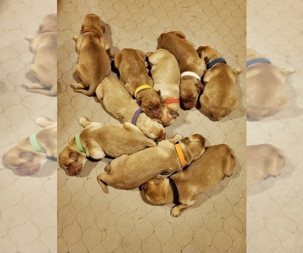 Medium Photo #23 Golden Retriever Puppy For Sale in DAKOTA, MN, USA