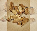 Small Photo #23 Golden Retriever Puppy For Sale in DAKOTA, MN, USA