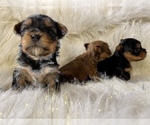 Small #12 Yorkshire Terrier