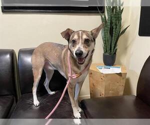 Siberian Husky-Unknown Mix Dogs for adoption in Pasadena, CA, USA