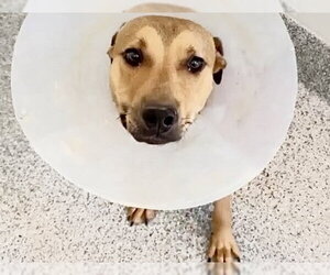 Mutt Dogs for adoption in Houston, TX, USA