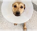A662902 - Male Mutt Dog for Adoption - Small photo
