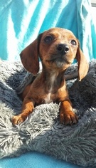 Dachshund Puppy for sale in ABILENE, TX, USA