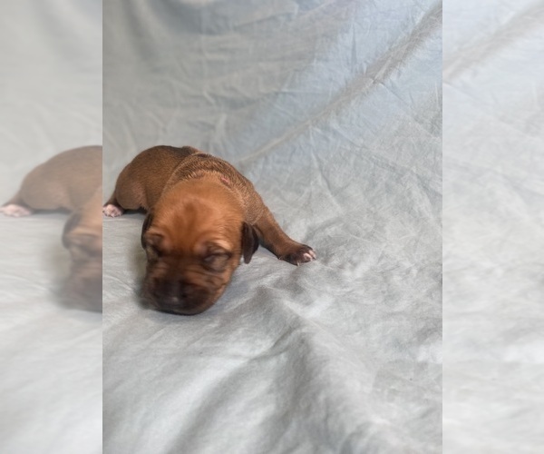Medium Photo #10 Rhodesian Ridgeback Puppy For Sale in KELLER, TX, USA