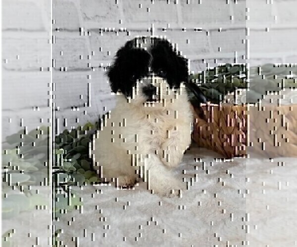 Medium Photo #16 Poodle (Toy) Puppy For Sale in NAPLES, FL, USA