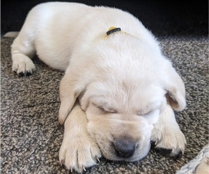 Labrador Retriever Puppy for sale in SWANVILLE, MN, USA