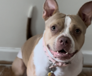 Mother of the American Bully puppies born on 10/16/2025