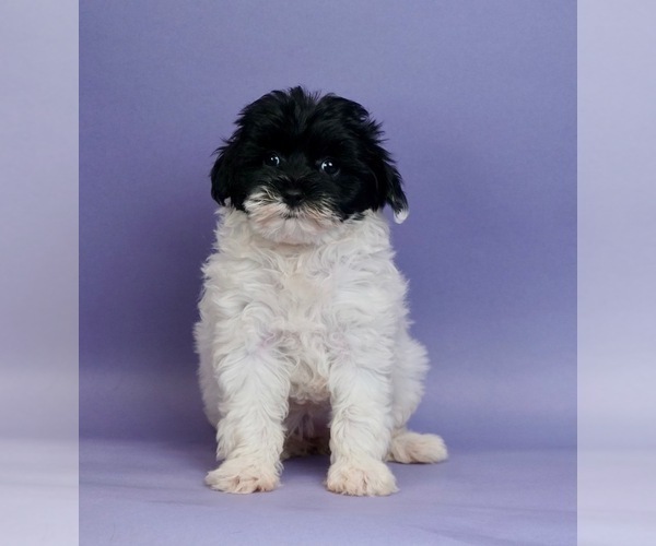 Medium Photo #2 Shih Tzu-YorkiePoo Mix Puppy For Sale in WARSAW, IN, USA