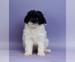 Small Photo #2 Shih Tzu-YorkiePoo Mix Puppy For Sale in WARSAW, IN, USA