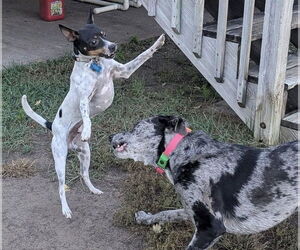 Rat Terrier-Unknown Mix Dogs for adoption in Plymouth, MN, USA