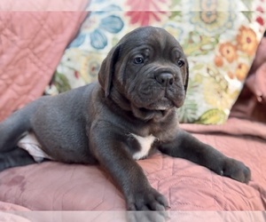 Cane Corso Puppy for sale in NEWTON, NJ, USA