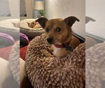 Small #4 Chihuahua Mix