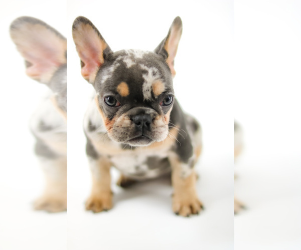 Medium Photo #8 French Bulldog Puppy For Sale in GAINESVILLE, FL, USA