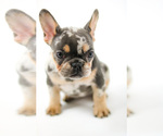 Small Photo #8 French Bulldog Puppy For Sale in GAINESVILLE, FL, USA