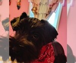 Small #12 Schnauzer (Miniature)