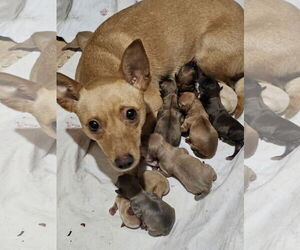 Rat Terrier Dogs for adoption in Royal Palm Beach, FL, USA