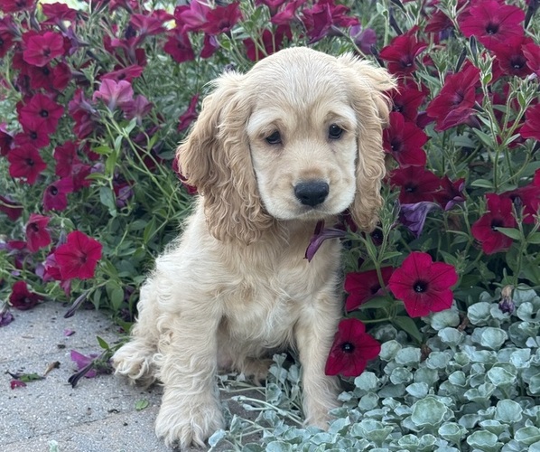 Medium Photo #5 Cocker Spaniel Puppy For Sale in CANOGA, NY, USA