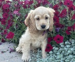 Small #4 Cocker Spaniel